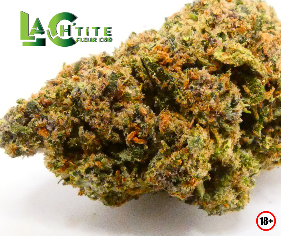 69329a2de295f Gaz Berry Indoor 5